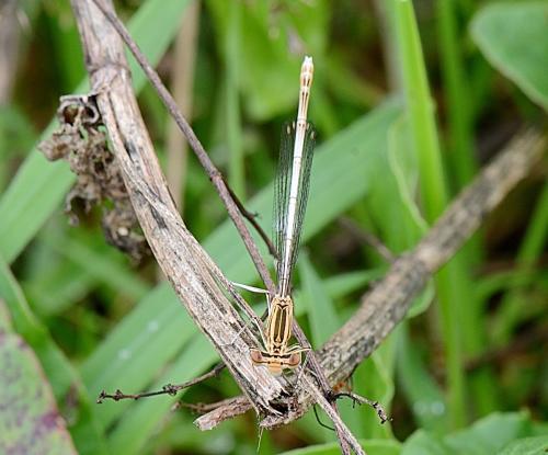 Réf. 348 757 : Platycnemis pennipes